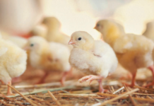 How to minimize litter caking issues at the beginning of a flock