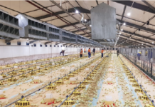 General overview and installation of light traps in broiler breeder rearing