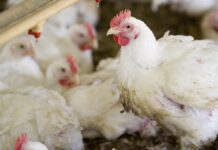 The importance of broilers’ uniformity