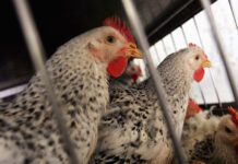 News on animal transportation