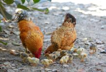 23rd European Symposium on Poultry Nutrition – ESPN 2023