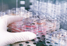 Salmonella Reading in commercial turkeys. Why now and how?