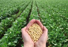 U.S. Soybean meal delivers solutions for poultry
