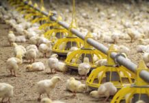 Nutritional modulation of broiler intestine in the starter period and intestinal integrity