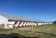 Managing heat and minimum ventilation systems in the broiler house