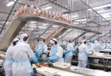 Researchers evaluate euthanasia methods for large poultry