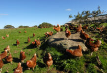 Label Rouge, IGP, Bio: the rise of French poultry labels