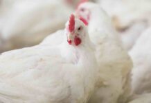 Effects of beta glucans in poultry health and nutrition