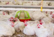 New ways of identifying chickens explored by Pirbright’s Animal Technicians