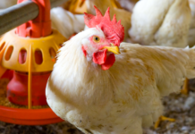 IPC sets out inclusive poultry meat trade principles