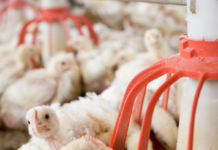 Effect of multi-xylanase system on growth performance and gut health in broilers