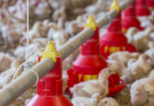 Apparent metabolisable energy of common cereal grains for broiler chickens is influenced by bird age