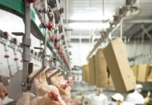 Managing feed withdrawal with food safety and carcass yield in mind