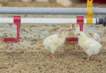 Pakistan chicken industry