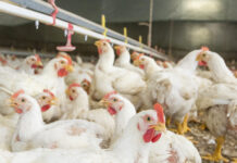 Avian Influenza Outbreaks Reported in Bulgarian Poultry Farms