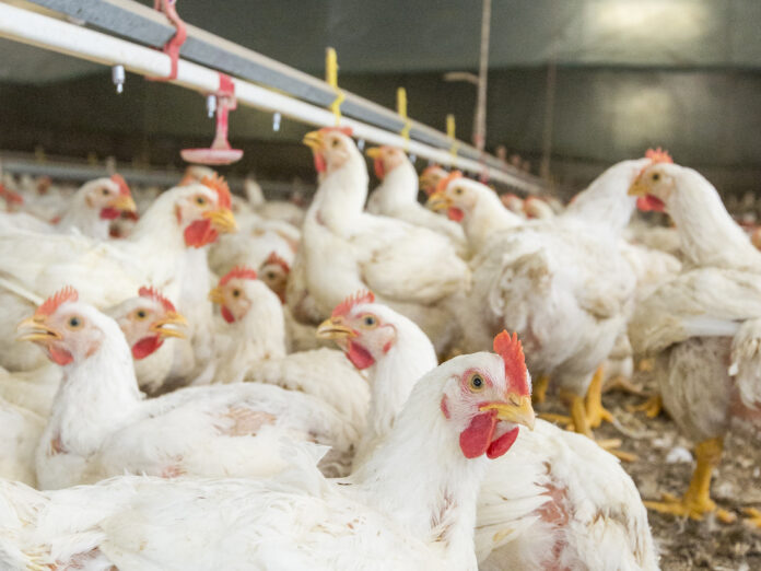 Spanish poultry