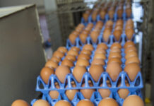 Patterns and dynamics of egg trade: the global situation in 2020