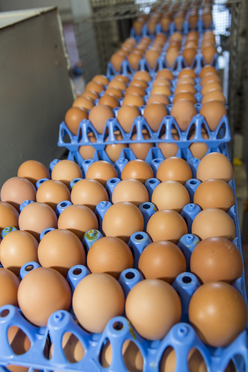Patterns and dynamics of egg trade: the global situation in 2020