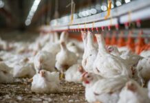 Navigating an antibiotic-free and reduced antibiotic use poultry industry