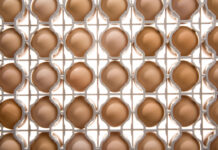 Managing eggs and chicks from young breeders