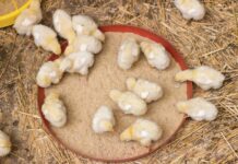 Protein digestive dynamics influence growth performance of broiler chickens