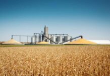 EU and world food security