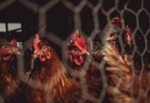 Researchers investigate the cause and prevention of False Layer Syndrome