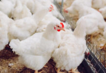 The effect of monochromatic photo-stimulation on growth and reproduction of broiler birds