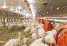 Russia showed a record growth in the turkey industry