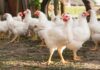 Global Poultry Outlook 2026: Growth Continues, with Operational Discipline in Focus