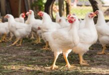 Influence of age on the standardised ileal amino acid digestibility of maize and barley in broilers