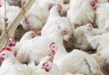 Using accelerometers and artificial intelligence to predict presence of woody breast