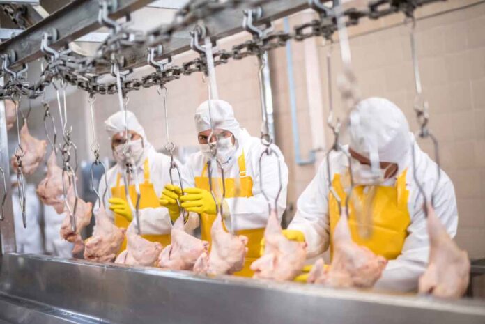 Poultry-Abattoir.-actions