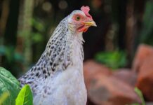 Low-cost freezing method to safeguard indigenous poultry