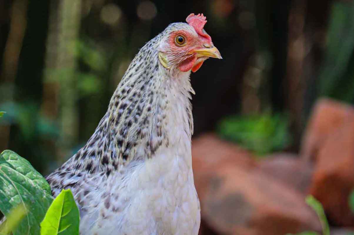 Cheap freezing technique to safeguard indigenous poultry