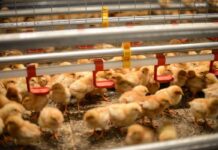 The role of early experience on the behavior of hens housed in cage-free aviaries
