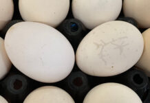Evaluating the exterior quality of hatching eggs