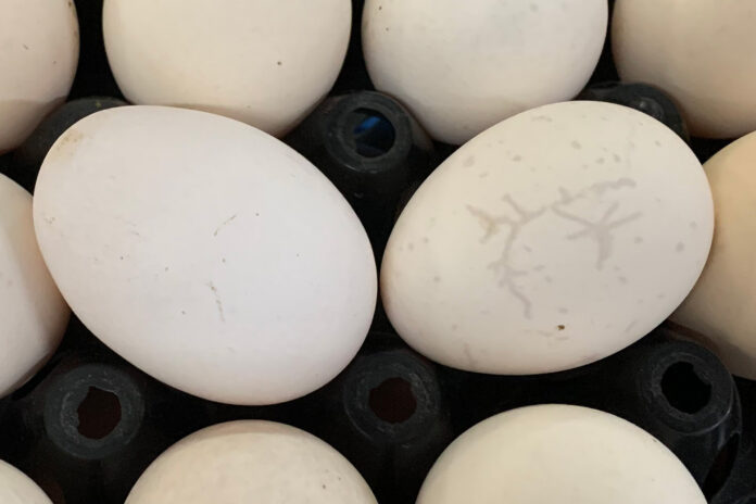 1 - External egg quality 1