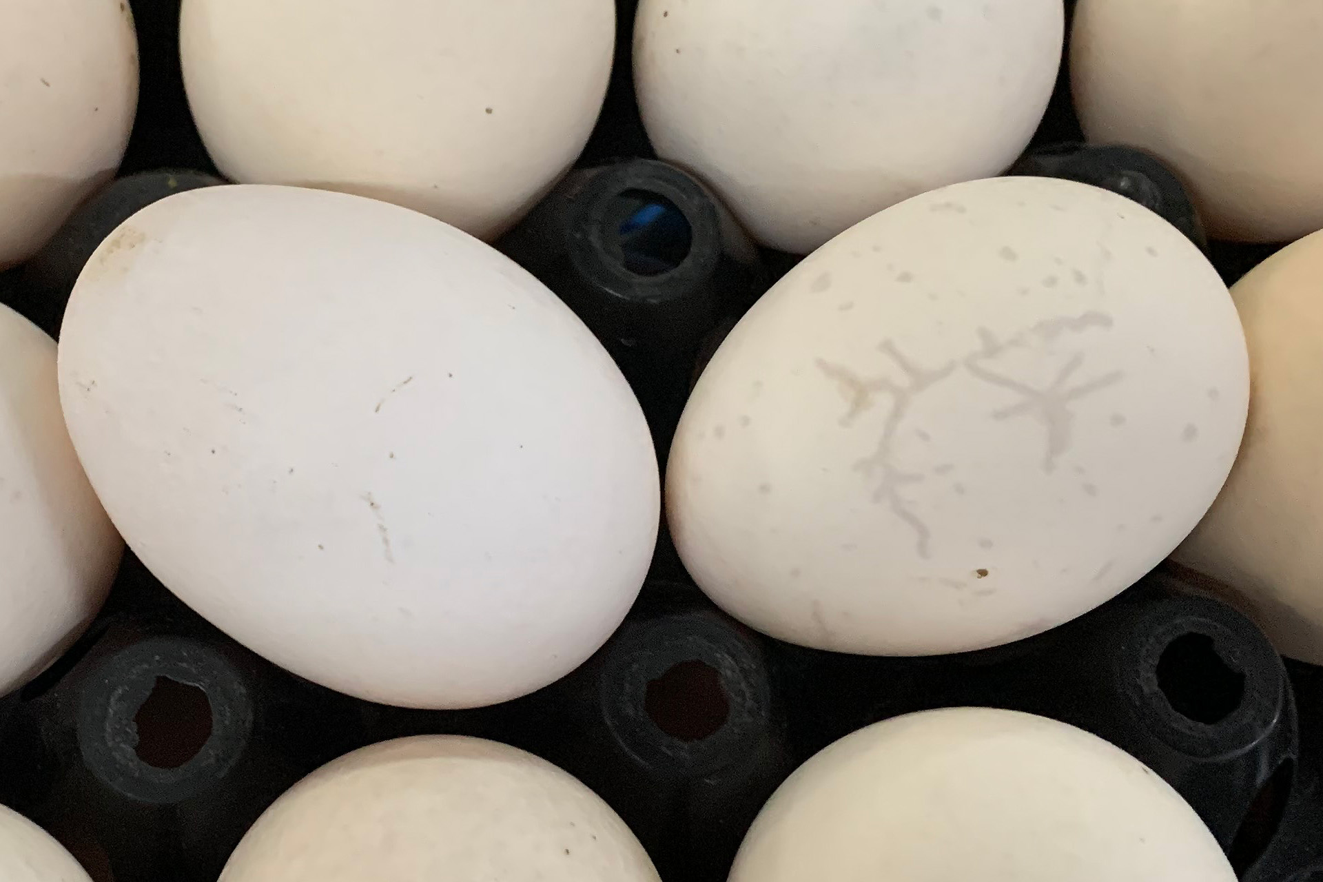 Evaluating the exterior quality of hatching eggs