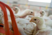Midwest Poultry Federation honored with 2022 Non-Profit Organization Award from Acquisition International