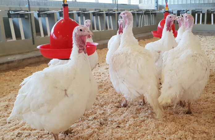 AVIAGEN TURKEYS