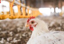 EU–Mercosur trade deal: implications for the poultry sector