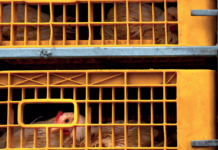 Managing live hanging for quality and yield