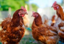 South Africa poultry imports dip on new tariffs