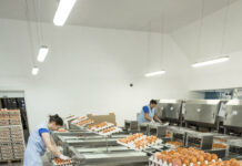 Patterns and dynamics of egg trade: trade flows in exports and imports at country level