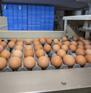 EU egg market dashboard: week 12, 2026