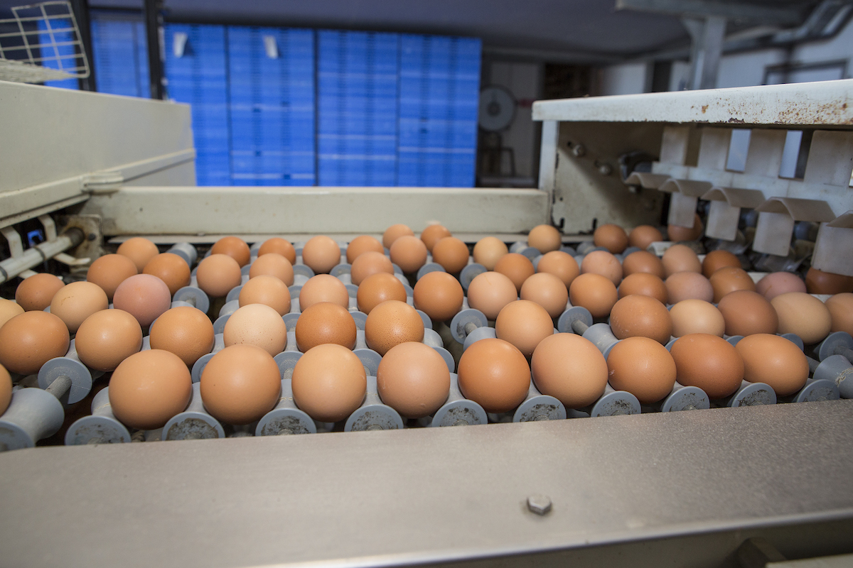 Patterns of the poultry industry in the MEA region. Part 1 – Egg production and trade