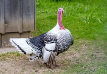 Turkey dermatitis/cellulitis: where are we headed?