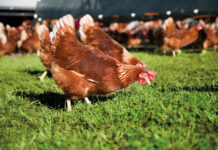 What we do and don’t know related to cage free egg production research