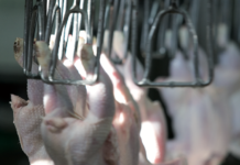 Carcass picking: removing the feathers and protecting the quality